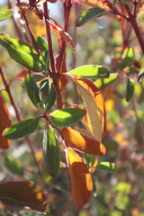 Galphimia glauca
