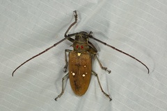 Batocera thomsonii