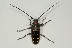 Batocera parryi