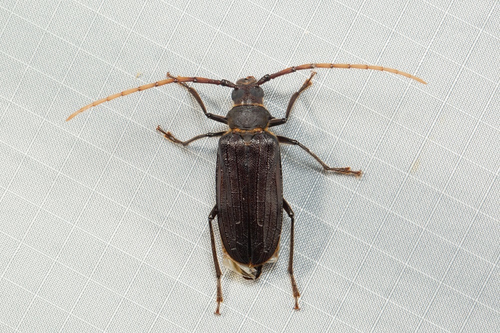 Sarmydus antennatus