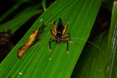 Eumacroxiphus