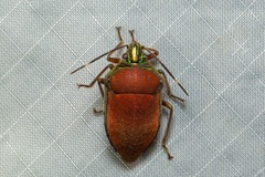 Tetrarthria variegata