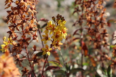 Galphimia glauca