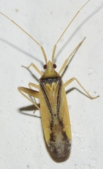 Phytocoris vittiger