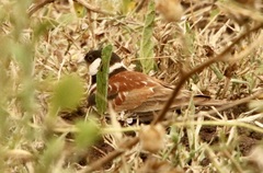 Eremopterix leucotis