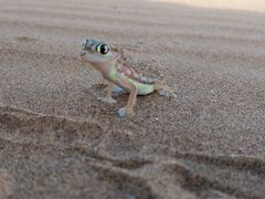 Pachydactylus rangei