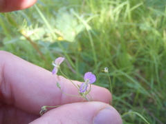 Desmodium rosei