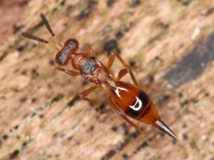 Chalcidoidea