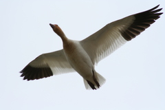 Anser caerulescens atlanticus