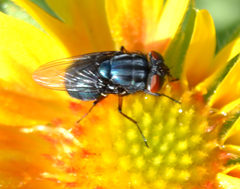 Compsomyiops callipes