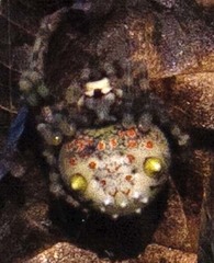 Ordgarius magnificus