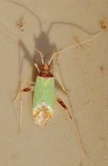Phytocoris abeillei