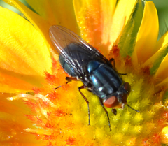 Compsomyiops callipes