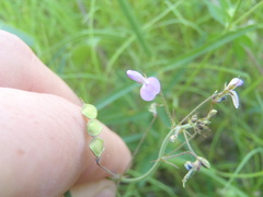 Desmodium rosei