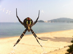 Argiope amoena