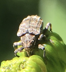 Conotrachelus seniculus