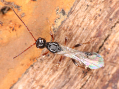 Braconidae