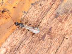 Braconidae
