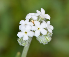 Cryptantha flaccida