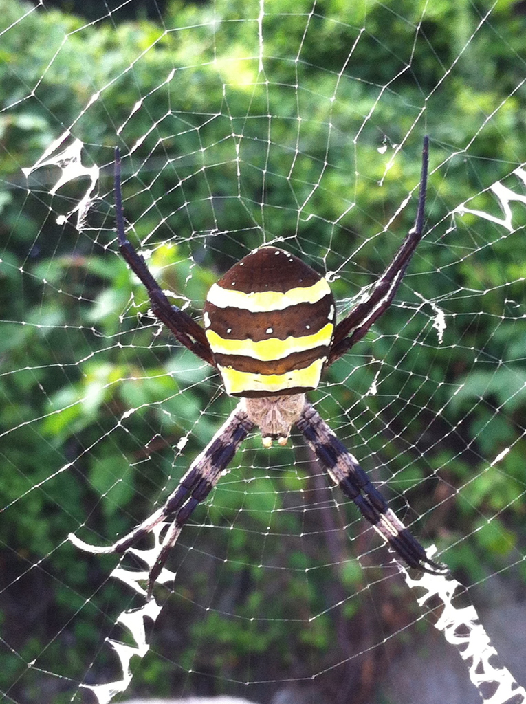 Kogane Spider
