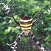 Kogane-gumo Spider - Photo (c) mhairianne, some rights reserved (CC BY-NC), uploaded by mhairianne