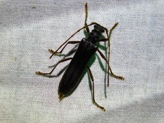 Phlyctaenodes pustulosa