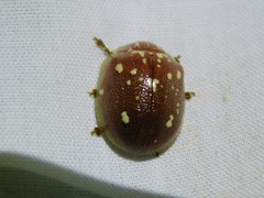 Paropsis geographica
