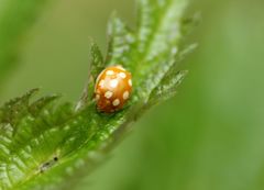 Calvia quindecimguttata