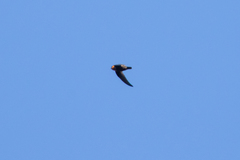 Streptoprocne rutila