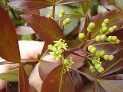 Pseudopanax discolor