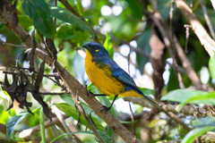 Anisognathus lacrymosus