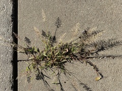Eragrostis amabilis