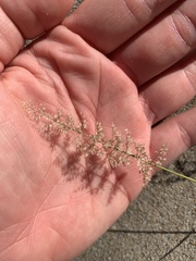 Eragrostis amabilis