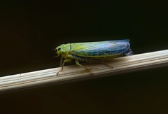 Cicadula
