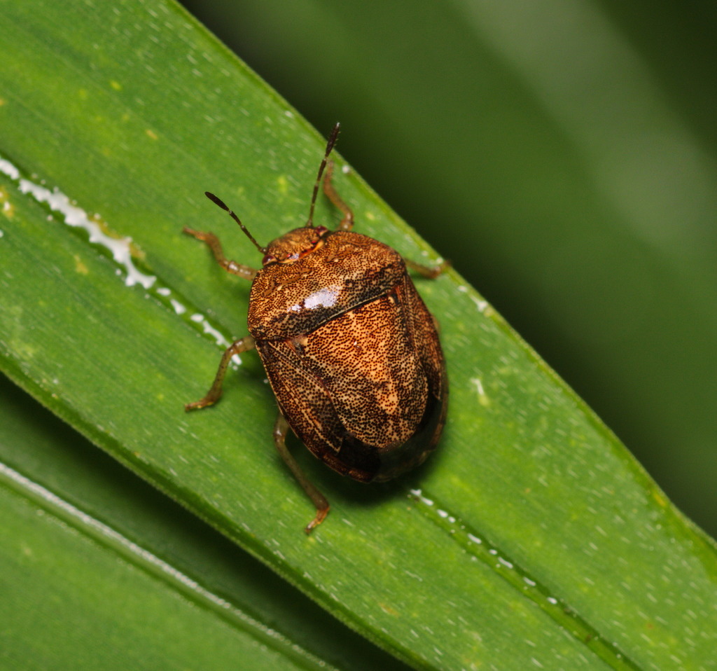 Aednus ventralis