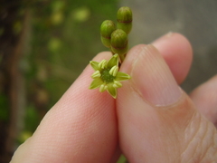 Pseudopanax discolor