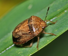 Aednus ventralis