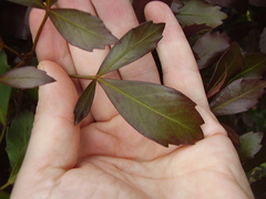 Pseudopanax discolor