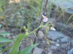 Desmodium procumbens