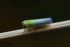 Cicadula