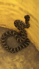 Crotalus oreganus helleri