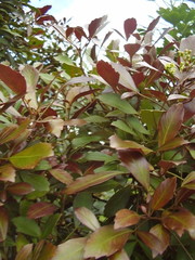 Pseudopanax discolor