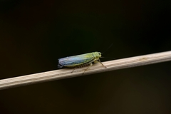 Cicadula