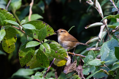 Troglodytes solstitialis