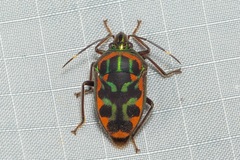 Tetrarthria variegata