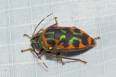 Tetrarthria variegata