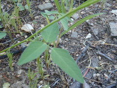 Desmodium procumbens