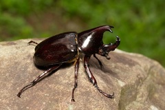 Xylotrupes pachycera