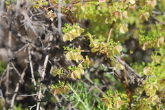 Roepera aurantiaca aurantiaca