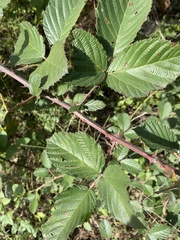 Rubus pascuus